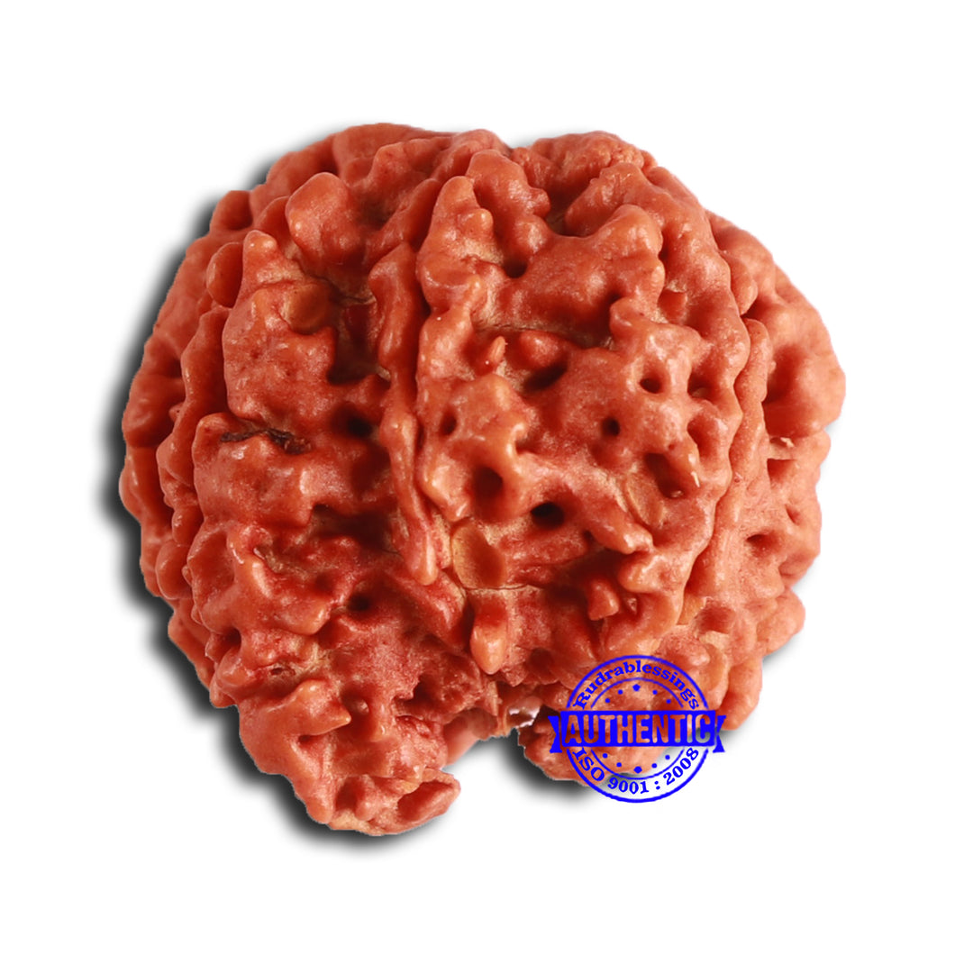 Nepalese Ganesh Rudraksha - Bead No. 223