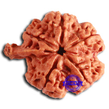 Load image into Gallery viewer, Nepalese Ganesh Rudraksha - Bead No. 224
