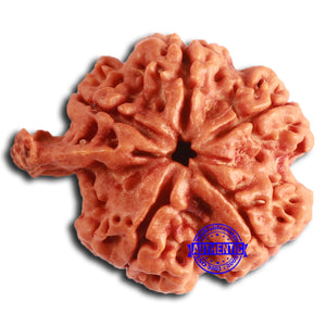 Nepalese Ganesh Rudraksha - Bead No. 224