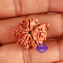 Load image into Gallery viewer, Nepalese Ganesh Rudraksha - Bead No. 224
