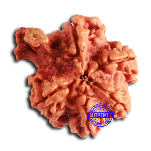 Nepalese Ganesh Rudraksha - Bead No. 225