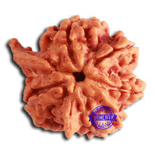 Load image into Gallery viewer, Nepalese Ganesh Rudraksha - Bead No. 225
