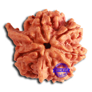 Nepalese Ganesh Rudraksha - Bead No. 225