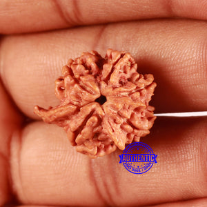 Nepalese Ganesh Rudraksha - Bead No. 225