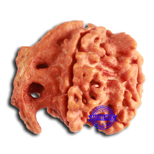 Nepalese Ganesh Rudraksha - Bead No. 225