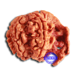 Nepalese Ganesh Rudraksha - Bead No. 225