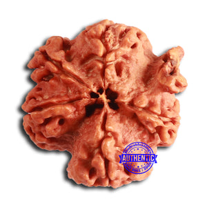 Nepalese Ganesh Rudraksha - Bead No. 227