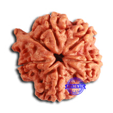 Load image into Gallery viewer, Nepalese Ganesh Rudraksha - Bead No. 227
