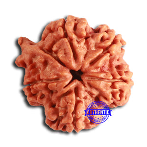 Nepalese Ganesh Rudraksha - Bead No. 227