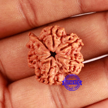 Load image into Gallery viewer, Nepalese Ganesh Rudraksha - Bead No. 227
