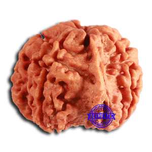 Nepalese Ganesh Rudraksha - Bead No. 227