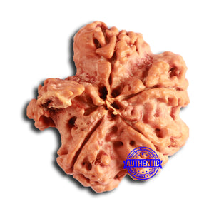 Nepalese Ganesh Rudraksha - Bead 231