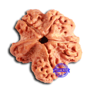 Nepalese Ganesh Rudraksha - Bead 231