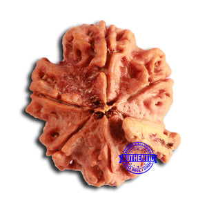 Nepalese Ganesh Rudraksha - Bead No. 232