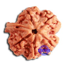 Load image into Gallery viewer, Nepalese Ganesh Rudraksha - Bead No. 232
