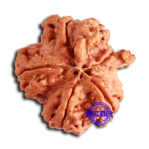 Nepalese Ganesh Rudraksha - Bead No. 234