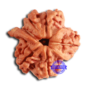 Nepalese Ganesh Rudraksha - Bead No. 234