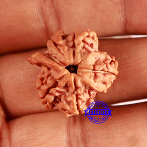 Nepalese Ganesh Rudraksha - Bead No. 234