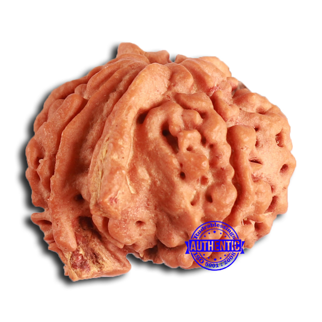 Nepalese Ganesh Rudraksha - Bead No. 234