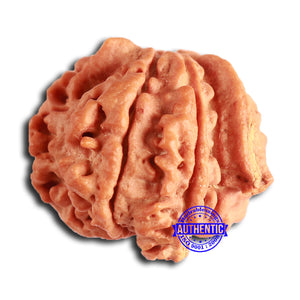 Nepalese Ganesh Rudraksha - Bead No. 234