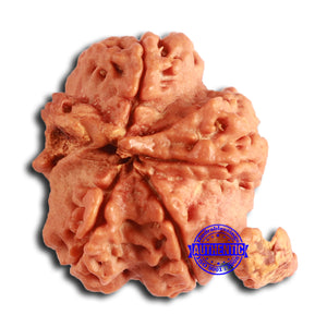 Nepalese Ganesh Rudraksha - Bead No. 235