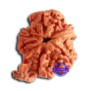 Nepalese Ganesh Rudraksha - Bead No. 235