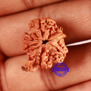 Nepalese Ganesh Rudraksha - Bead No. 235