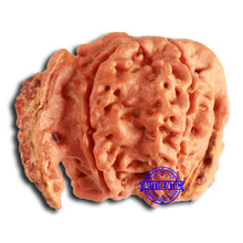 Load image into Gallery viewer, Nepalese Ganesh Rudraksha - Bead No. 235
