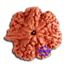 Load image into Gallery viewer, Nepalese Ganesh Rudraksha - Bead 240
