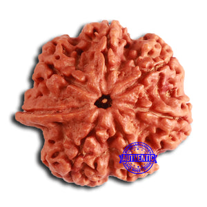 Nepalese Ganesh Rudraksha - Bead 240