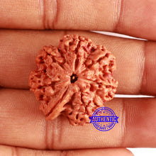 Load image into Gallery viewer, Nepalese Ganesh Rudraksha - Bead 240
