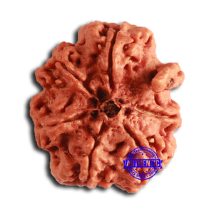 Nepalese Ganesh Rudraksha - Bead No. 241