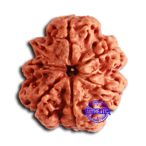 Nepalese Ganesh Rudraksha - Bead No. 241