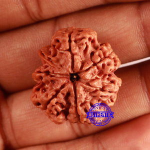 Nepalese Ganesh Rudraksha - Bead No. 241