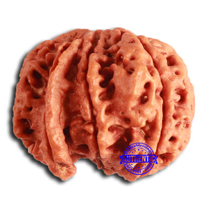 Nepalese Ganesh Rudraksha - Bead No. 241