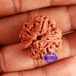 Nepalese Ganesh Rudraksha - Bead 242