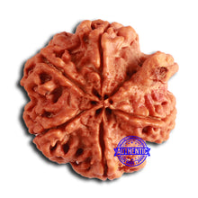 Load image into Gallery viewer, Nepalese Ganesh Rudraksha - Bead No. 251
