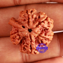 Load image into Gallery viewer, Nepalese Ganesh Rudraksha - Bead No. 251
