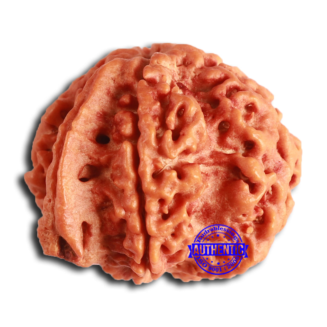 Nepalese Ganesh Rudraksha - Bead No. 251