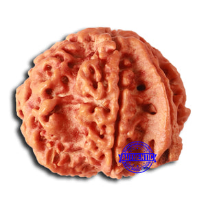 Nepalese Ganesh Rudraksha - Bead No. 251