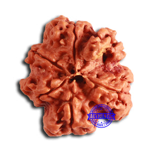 Nepalese Ganesh Rudraksha - Bead 254