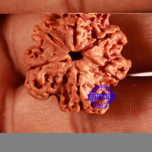 Load image into Gallery viewer, Nepalese Ganesh Rudraksha - Bead 254
