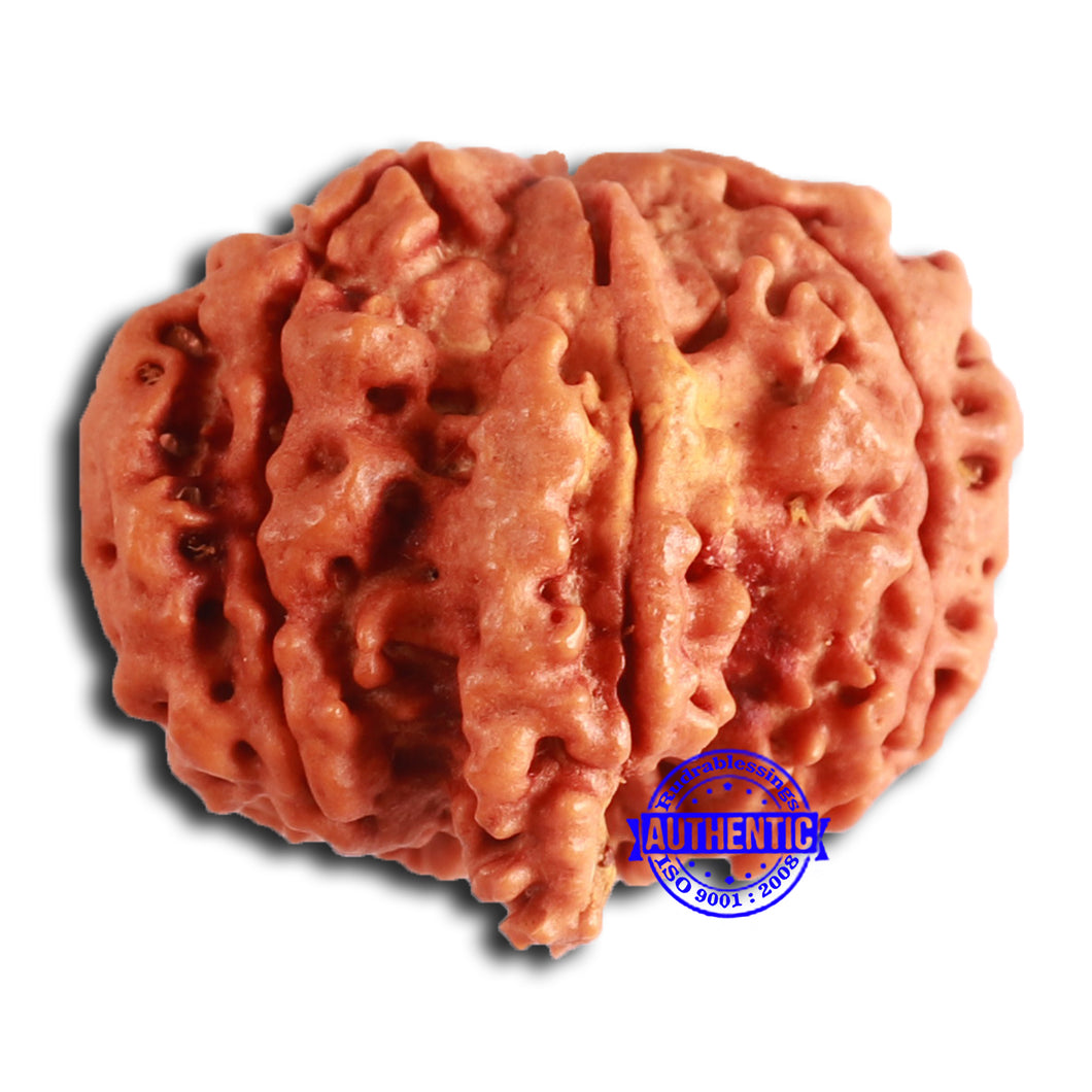 Nepalese Ganesh Rudraksha - Bead 254