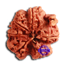 Load image into Gallery viewer, Nepalese Ganesh Rudraksha - Bead No. 259
