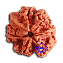 Load image into Gallery viewer, Nepalese Ganesh Rudraksha - Bead No. 259
