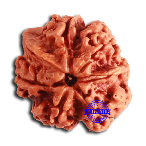 Nepalese Ganesh Rudraksha - Bead No. 259