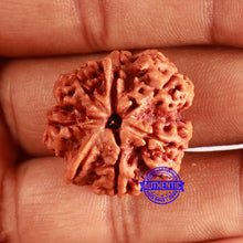 Load image into Gallery viewer, Nepalese Ganesh Rudraksha - Bead No. 259
