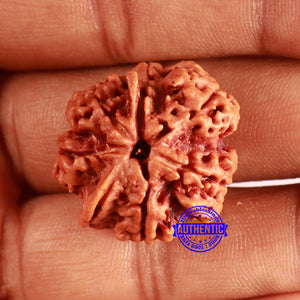 Nepalese Ganesh Rudraksha - Bead No. 259