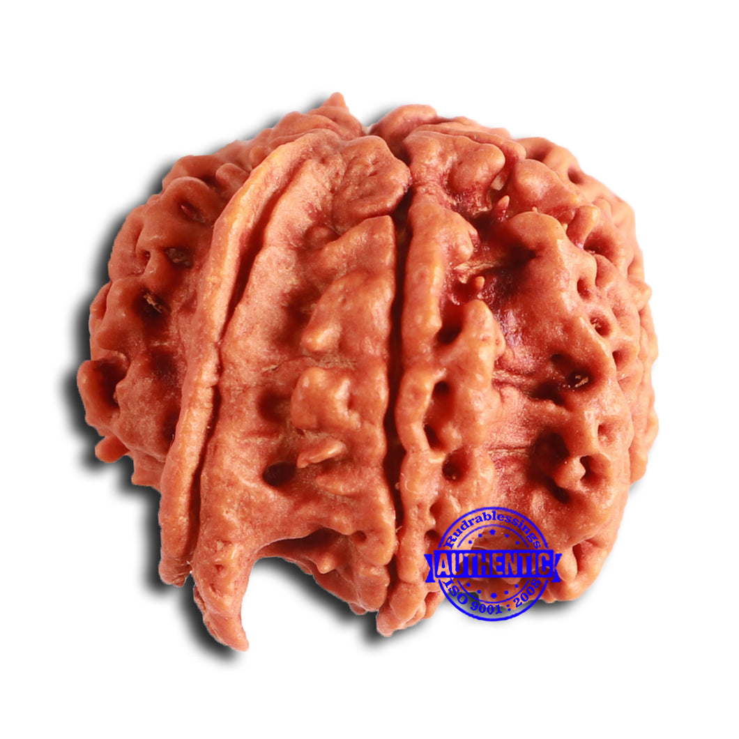 Nepalese Ganesh Rudraksha - Bead No. 259