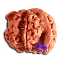 Load image into Gallery viewer, Nepalese Ganesh Rudraksha - Bead No. 259
